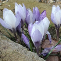 Crocus biflorus weldenii 'Fairy' Photo: J. Amand